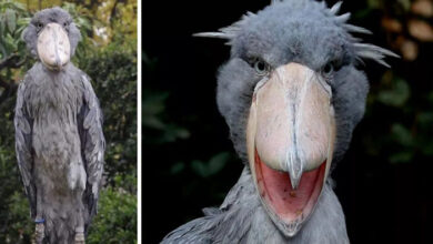 Shoebill Stork Sound