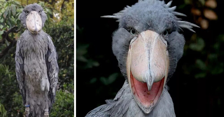 Shoebill Stork Sound