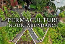 Permaculture Garden