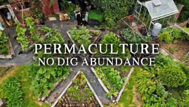 Permaculture Garden